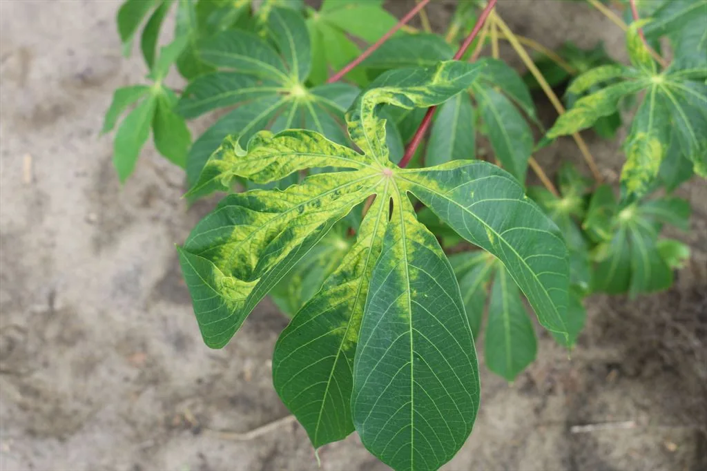 Cassava leaf disease prediction